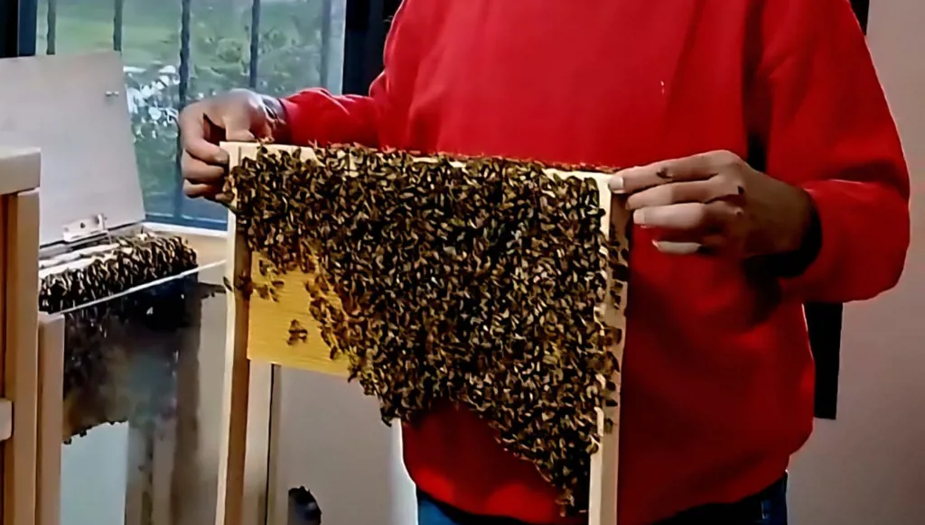 مواطن "يستضيف" قفير نحل في منزله بعكار شمال لبنان (فيديو)