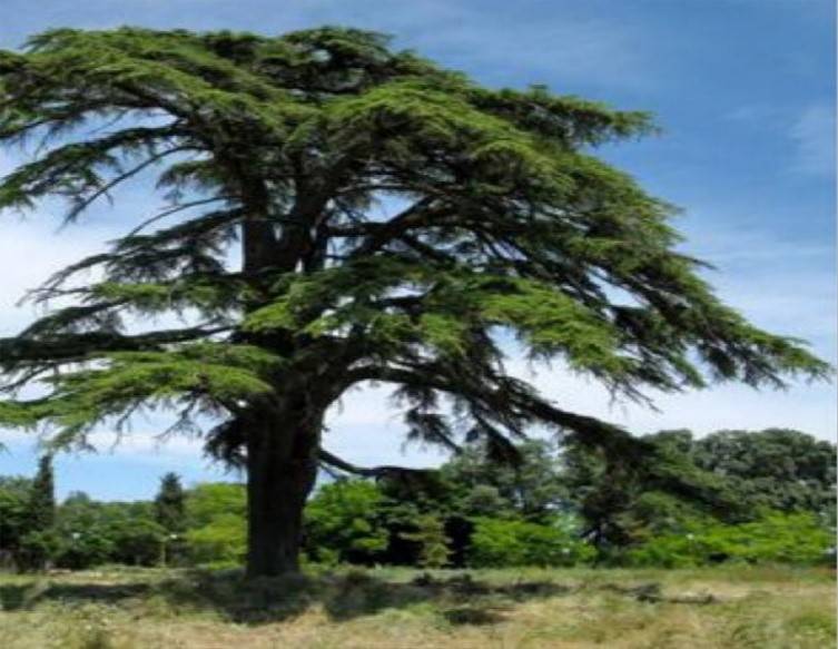 Un meilleur avenir pour notre Liban