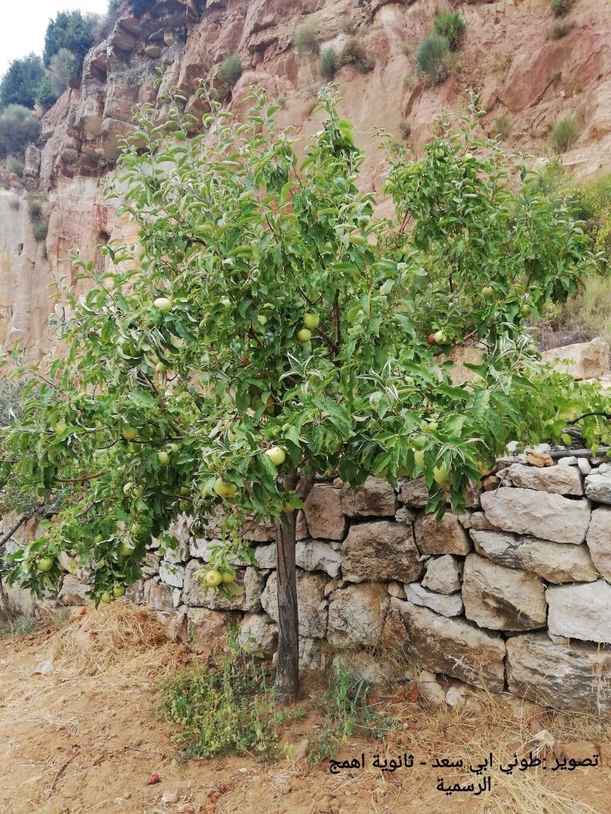 اليوم الوطنيّ للتفاح اللبناني