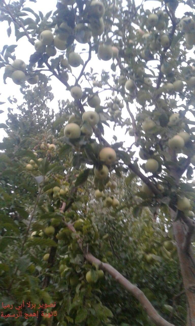 موسم التّفاح نعمة أم نقمة؟