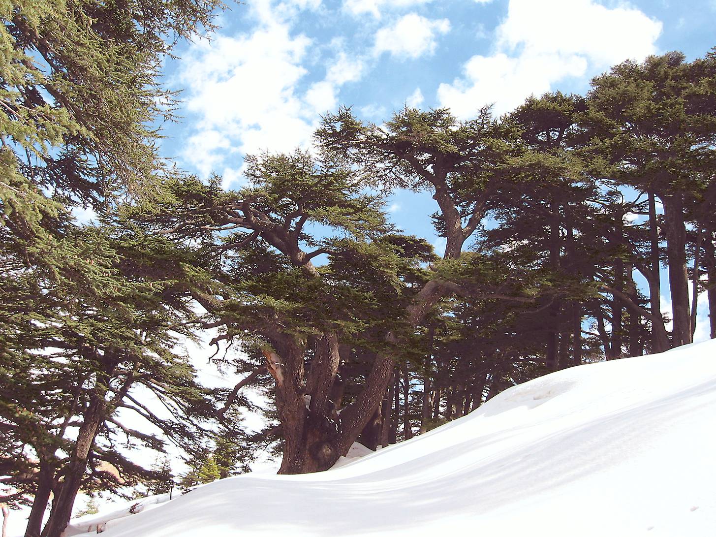 من أجل لبنان الذي نريد...