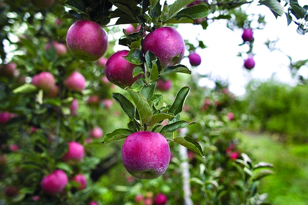 مستقبل الزراعة في لبنان