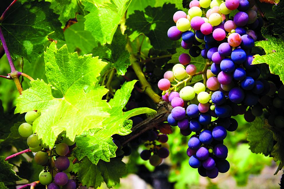 آفاق الواقع الزراعي