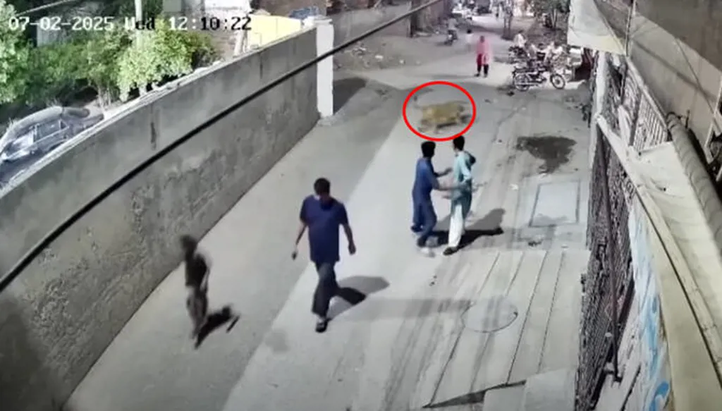 مشاهد مرعبة لأسد يقفز فوق جدار ويهاجم امرأة وطفلين (فيديو)