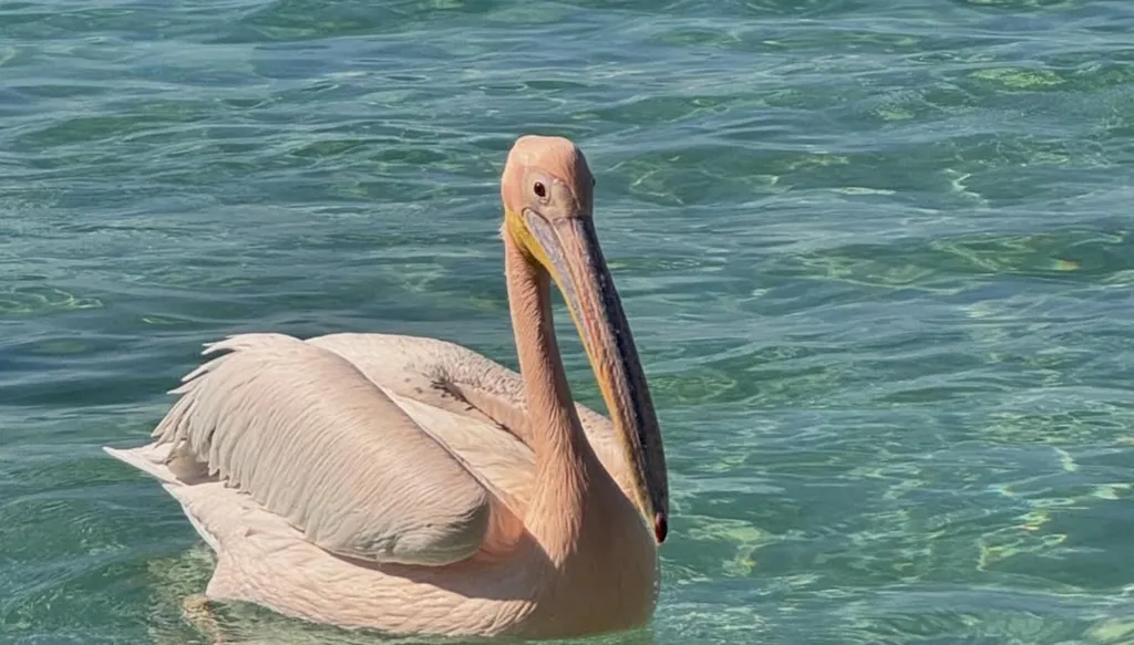 بجعة البترون نجمة في مسلسل "بالدم" تدعم طبيعة "عدلا" العفوية (صور وفيديو)