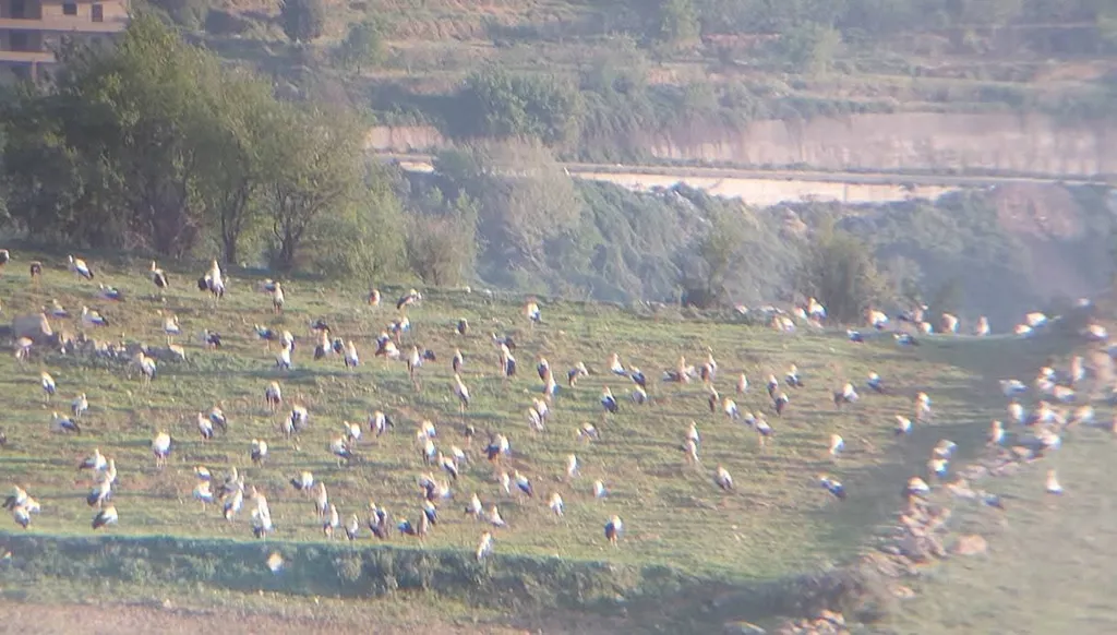 بالصور-  أسراب طيور اللقلاق تكمل مسار هجرتها الموسمية