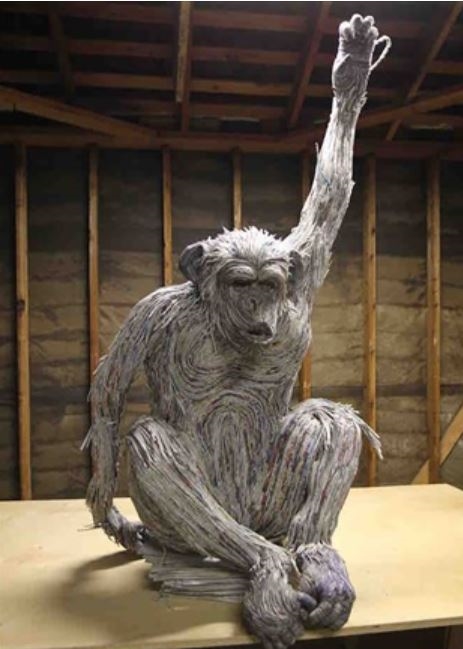 القرد الشامبانزي.