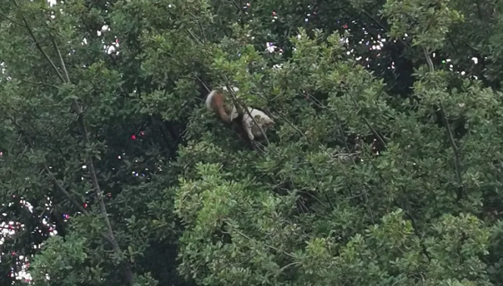 هرّة عالقة على سنديانة... الدفاع المدني لبى النداء وأنقذها (فيديو)