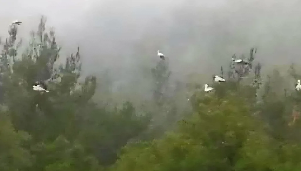  أسراب طيور اللقلاق تكمل مسار هجرتها الموسمي. (النهار)