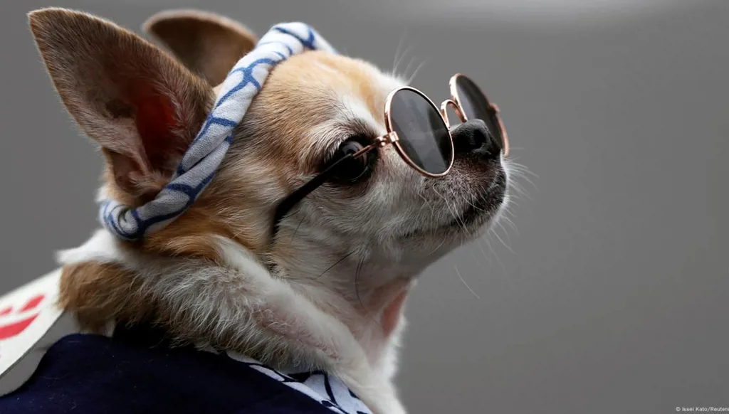 كلبتها تصوّت... أميركية ملاحقة قضائياً لتسجيلها في الانتخابات