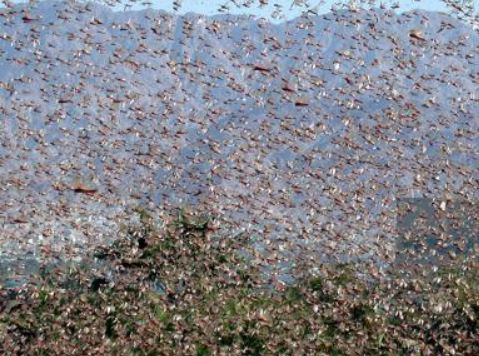 جراد (وكالات)