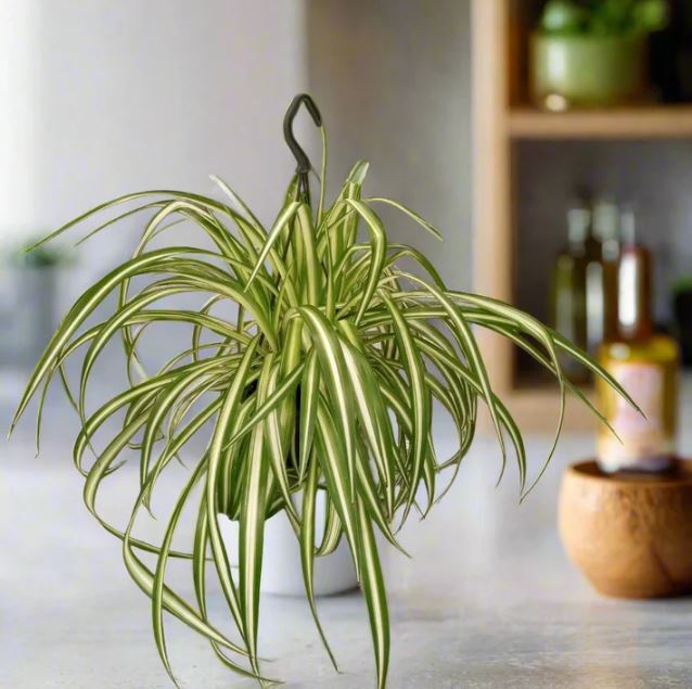 نبتة العنكبوت التي تعيش طويلا داخل المنزل (انترنت)