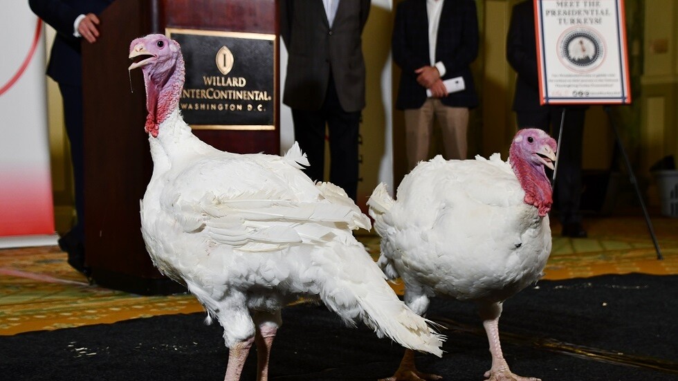 زوجان من الديك الرومي