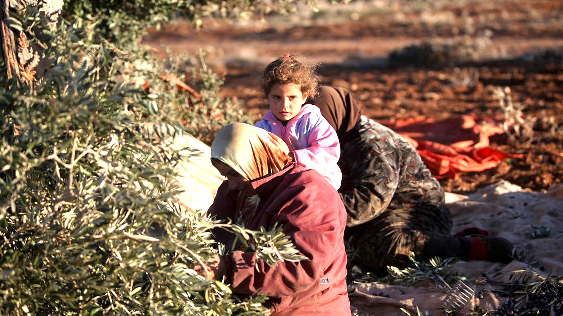 إحدى العائلات العاملة في القطاف (أرشيفية)