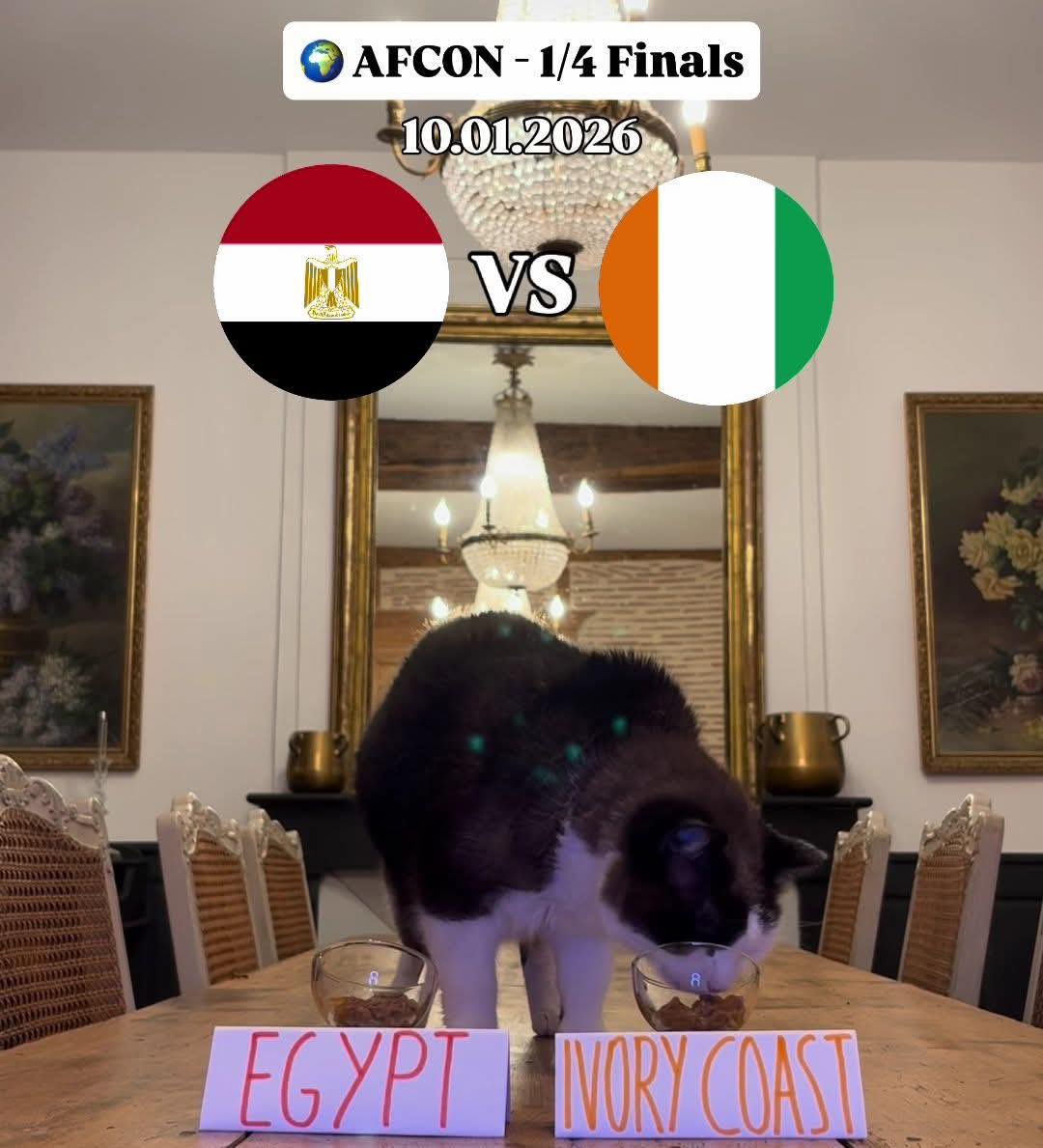 القط نيمبوس توقع فوز ساحل العاج على مصر. (فيسبوك)