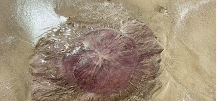 القناديل الوردية (ديلي ميل)