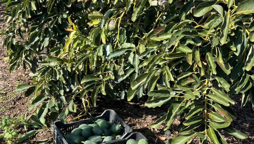 بالفيديو والصور- الأفوكادو في عكار... انطلاقة واسعة نحو إنتاج زراعي واعد