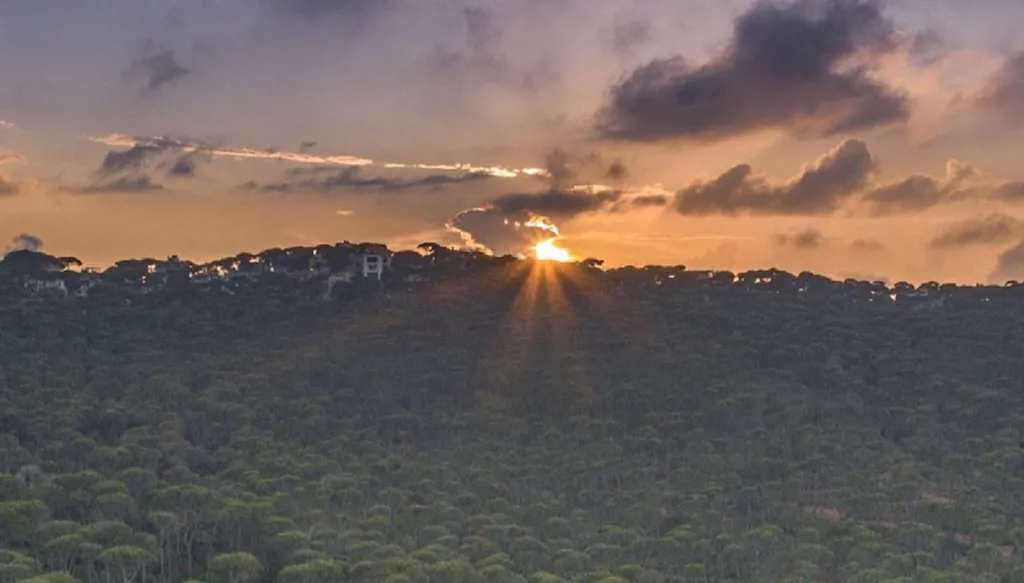 أنقذوا حرج بكاسين