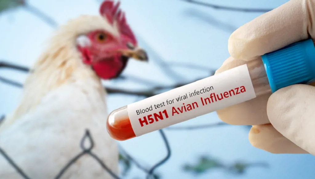 إيران تبلغ عن حالة لتفشي إنفلونزا الطيور بين الدواجن