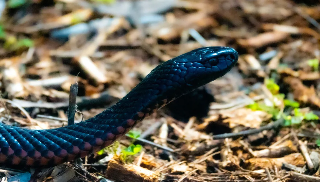 بالفيديو - رجل يعثر على أكثر من 100 ثعبان داخل حديقة منزله