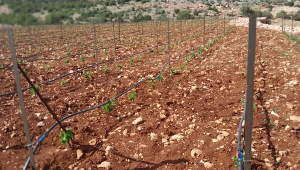 البقاع الشمالي... الاستثمار في إدارة الموارد يُحول تحديات التغير المناخي فرصاً زراعية أكثر استدامة