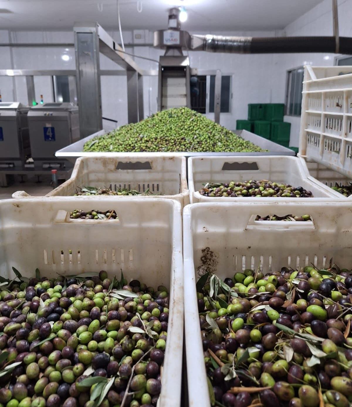 زيتون الموسم الأخير.