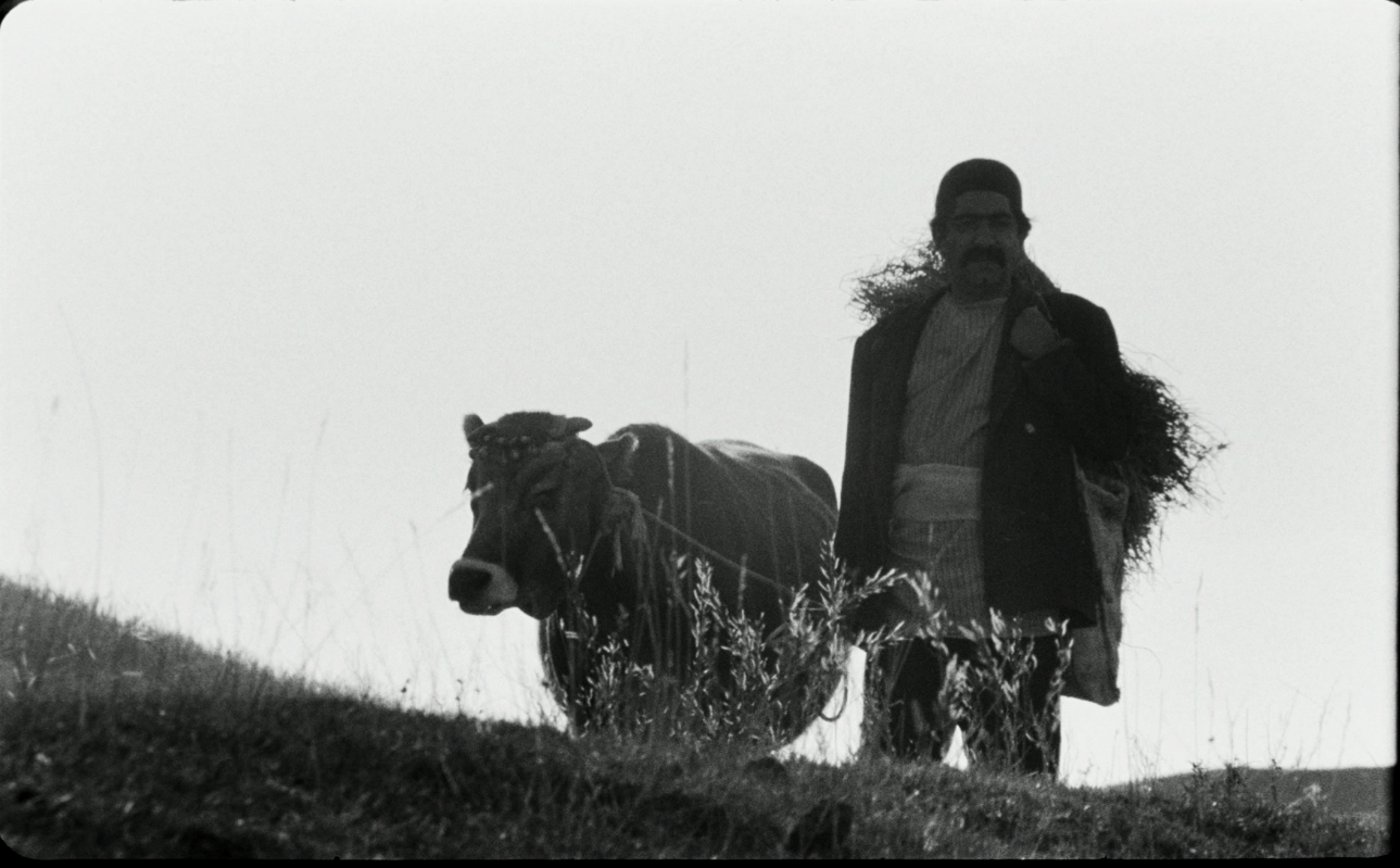 “البقرة“ لداريوش مهرجويي.