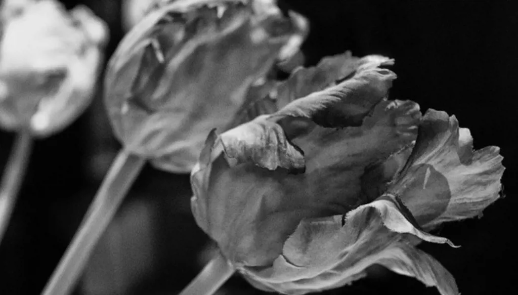 Géométrie d’un jasmin en exil