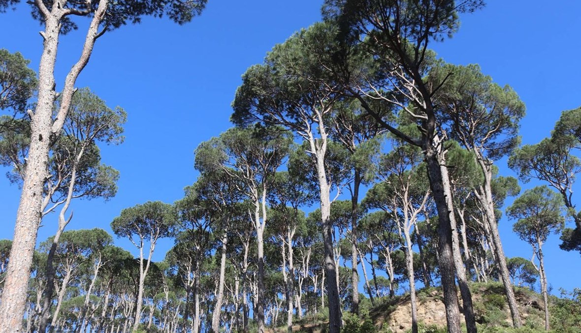 الصنوبر في لبنان. (صورة تعبيرية)
