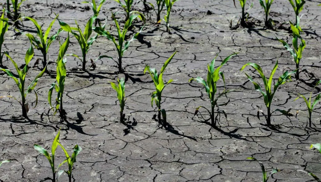 "No time to lose”: UN warns of looming food crisis as fertilizers stall