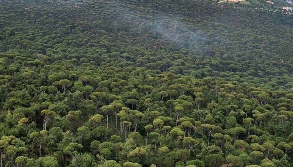 7 طائرات مسيّرة لحماية الصنوبر... ثمرة اتفاق زراعي لبناني - صيني