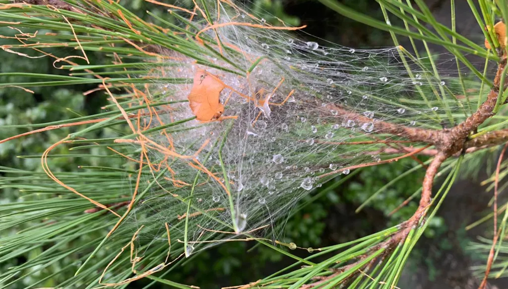 لبنان- فسحة شمس أم تغير مناخي؟ ربيع عكار يُزهر ألواناً في عزّ الشتاء