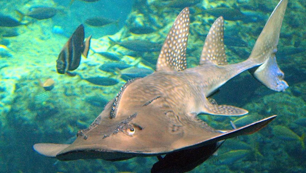 بالفيديو- ظهور نادر لسمكة "القيثارة القرشية" في حديقة صيدون المائية