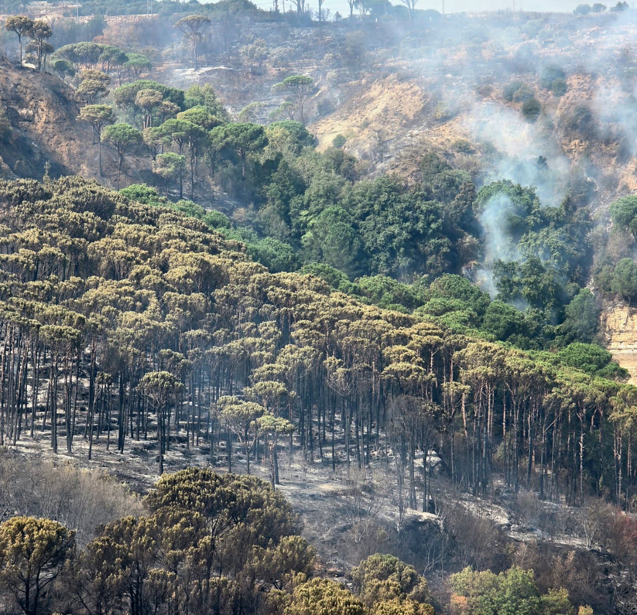 عدد من أشجار الصنوبر التهمته النيران