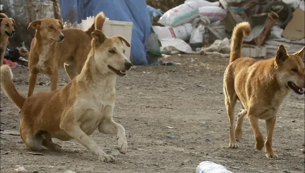 القاهرة تخصص قطعة أرض لإيواء الكلاب الضالة
