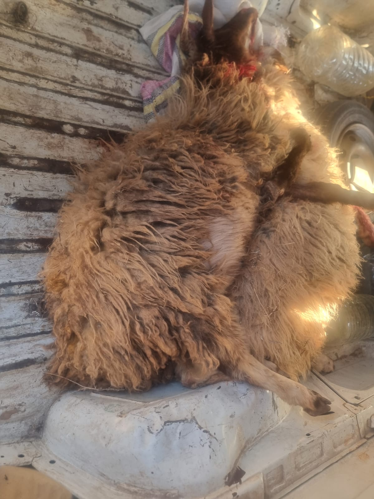 الاغنام النافقة (النهار)