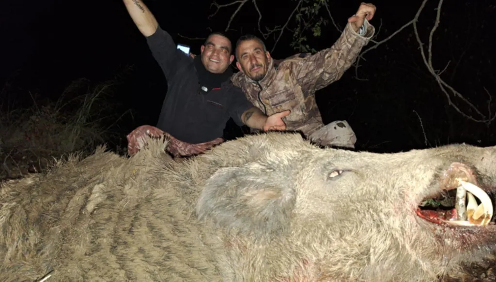 إصطياد خنزير بري ضخم في أعالي جرود الضنية شمالي لبنان