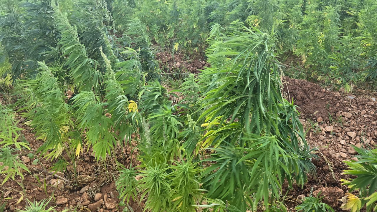 حقول القنب (لينا اسماعيل).