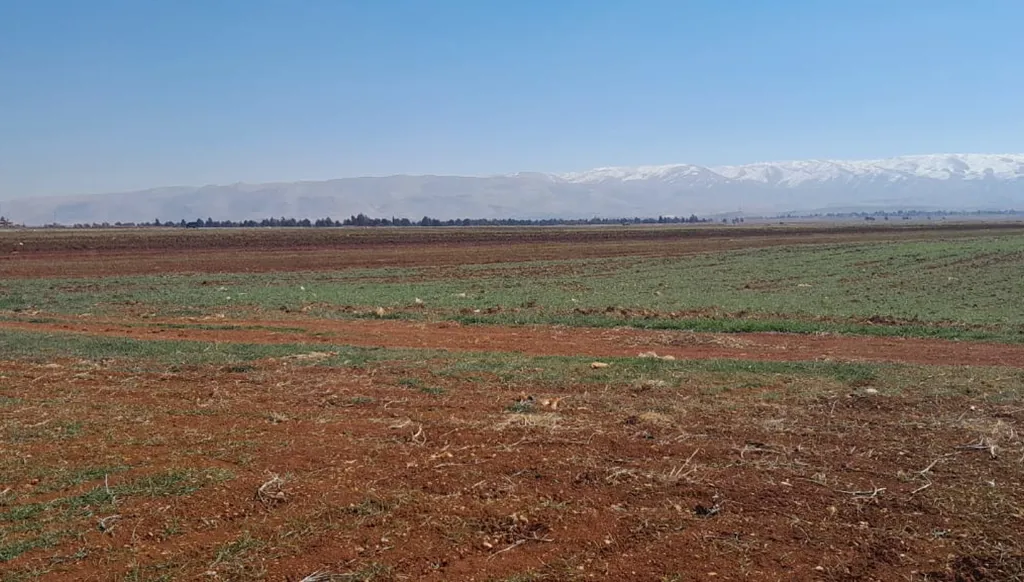 المحاصيل الزراعية تصارع الجفاف في سهل البقاع (الصورة: لينا اسماعيل - النهار)