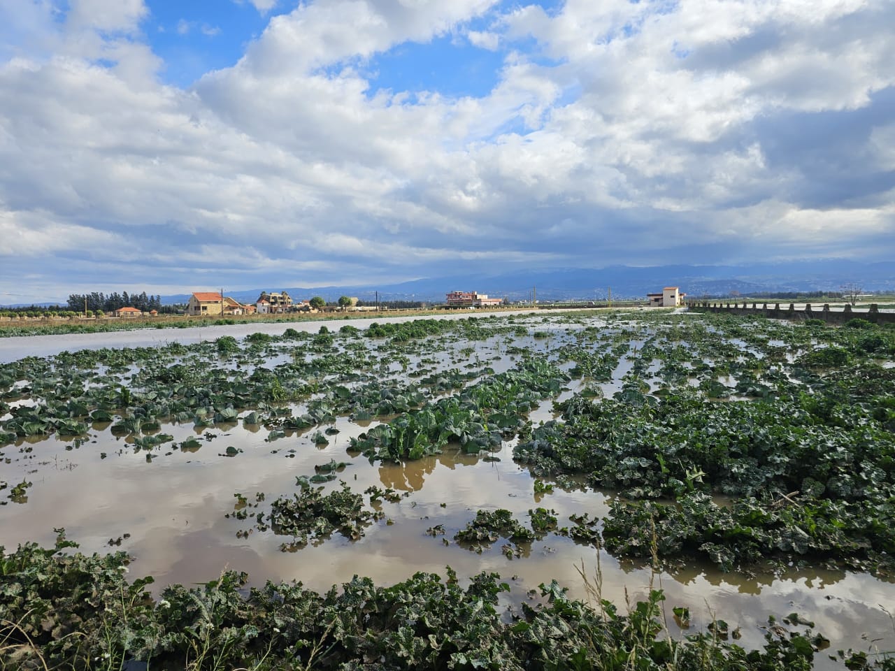 مزروعات في قبضة السيول.