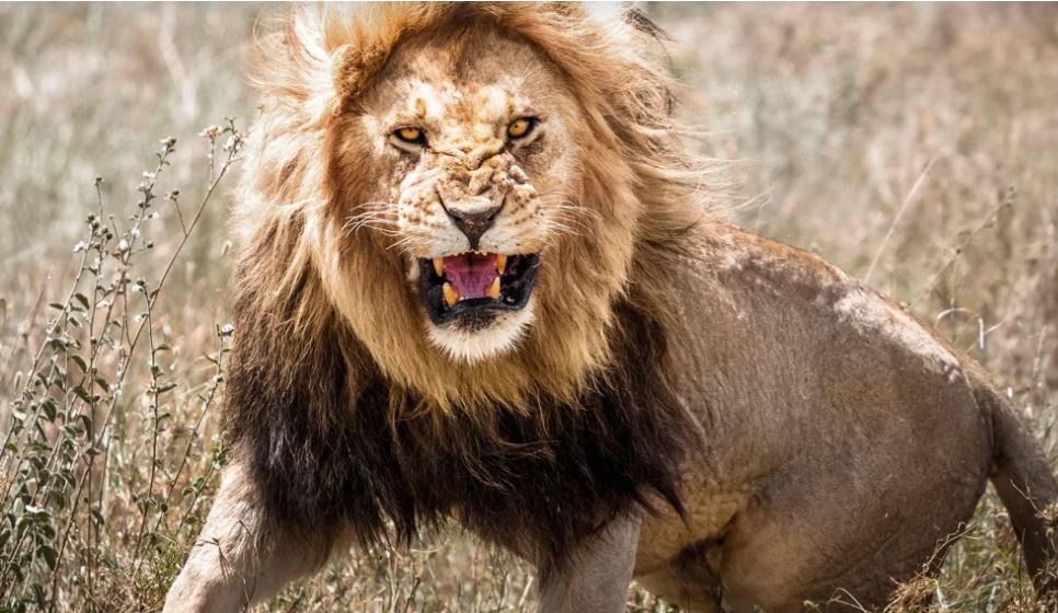 أسد (انترنت)