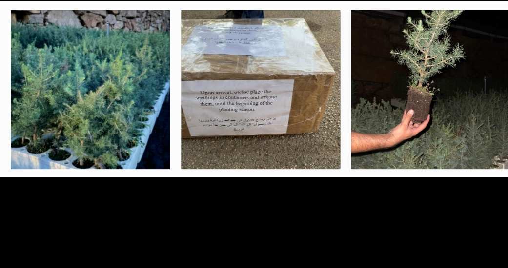 صورة لشتلات أرز لبنانية (وكالات).