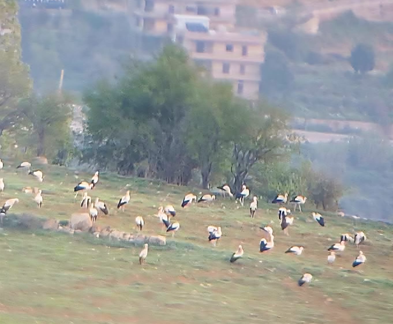  أسراب طيور اللقلاق تكمل مسار هجرتها الموسمي. (ميشال حلاق)