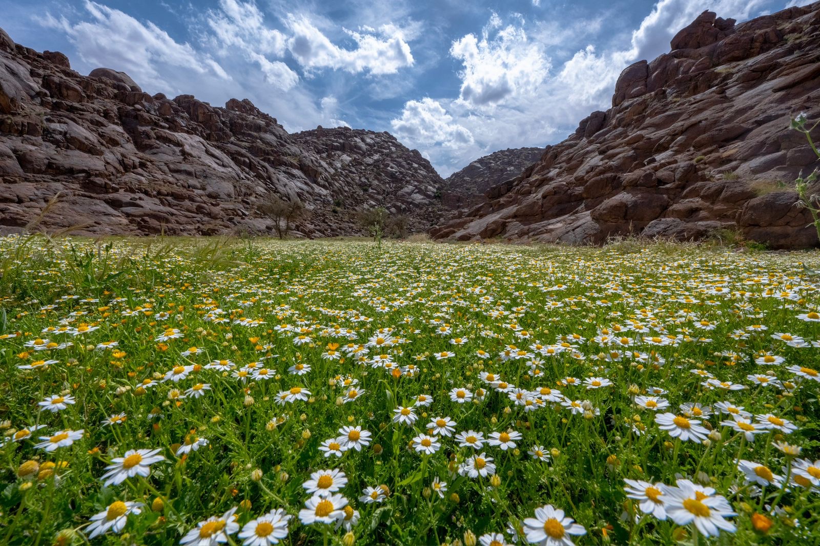 حائل (غوغل).