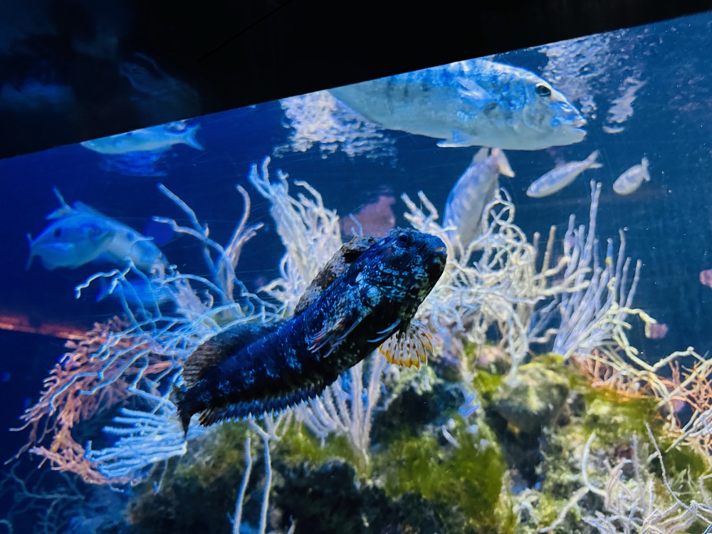 داخل الأكواريوم.