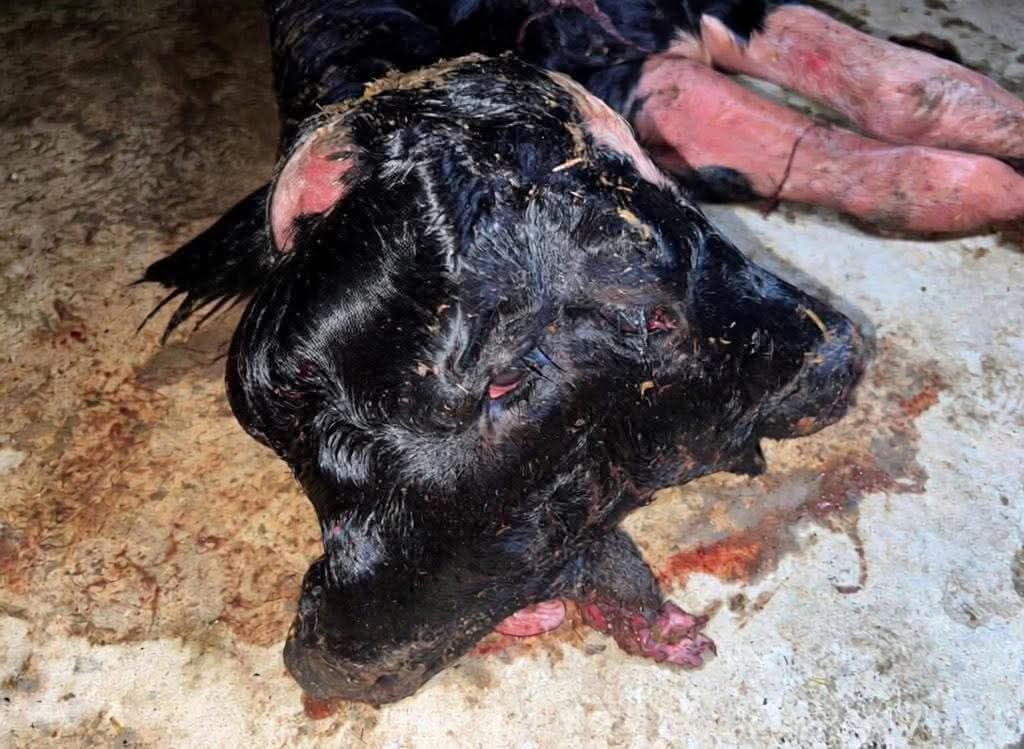 صورة للعجل (متداول).