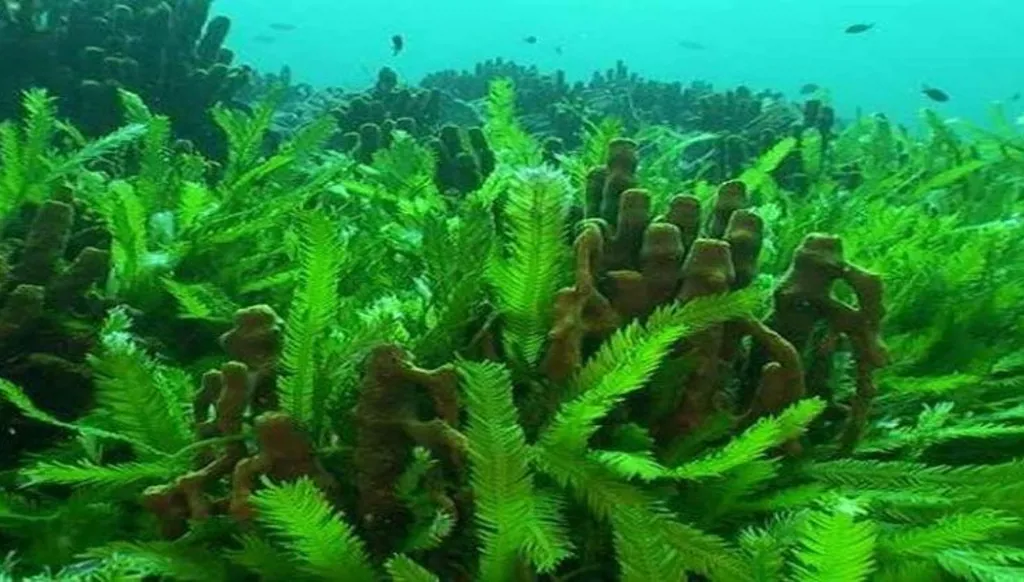 تحويل الطحالب إلى بطاريات كهربائية... حقيقة أم خيال؟