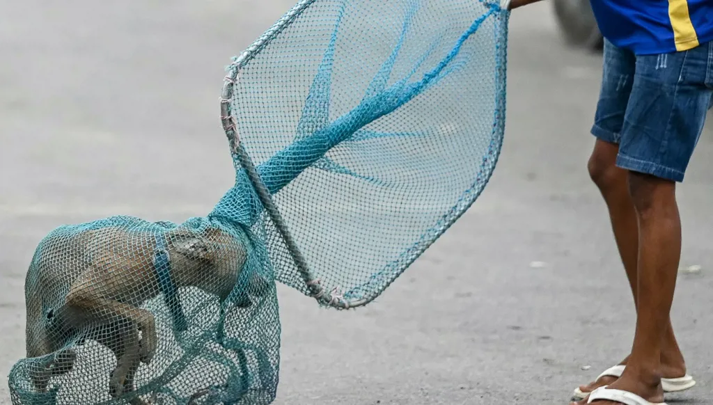 شفاء أول حالة داء كلب في العالم على يد فريق طبي مصري؟ إليكم الحقيقة FactCheck