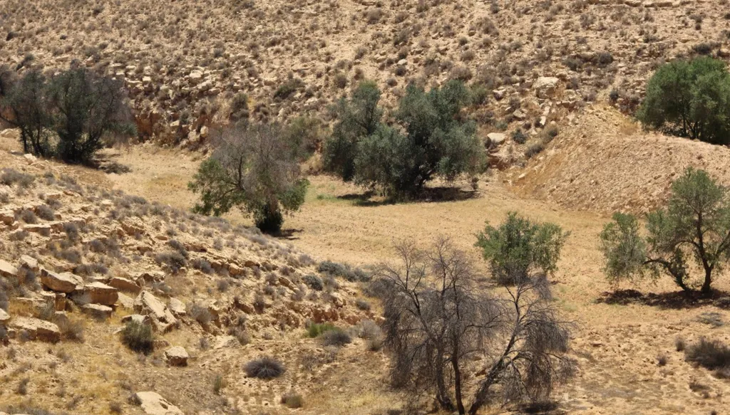 في ليبيا التي لا تزرع سوى 1% من أرضها... الجفاف يهدّد أمنها الغذائي