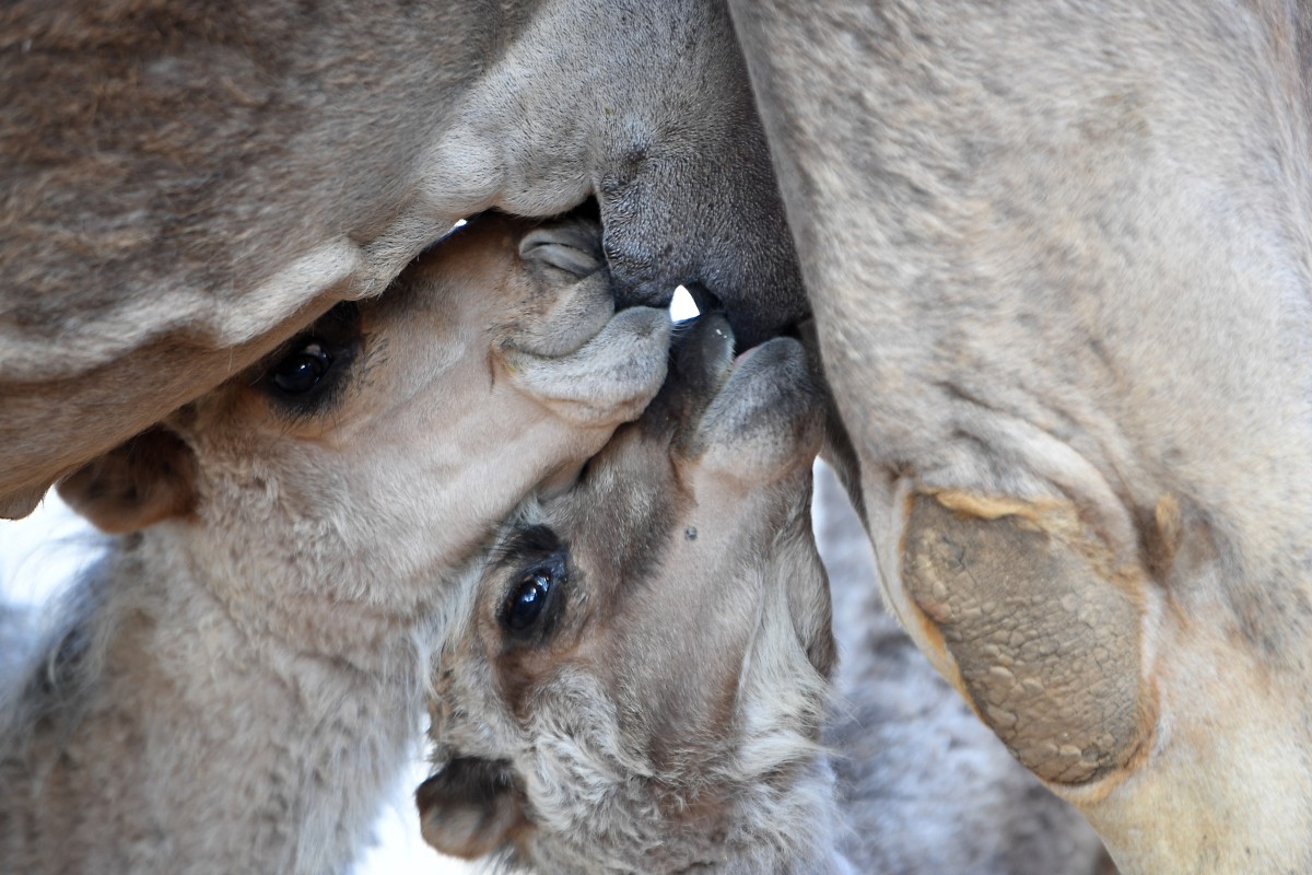 مزرعة لانتاج حليب الناقة في تونس (أ ف ب)